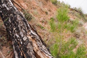 Close-up of a tree trunk with a pine tree branch.