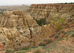 Ginesta al Mirador Cárcavas de Marchal, Andalusia (Retama sphaerocarpa). Krzysztof Ziarnek, Kenraiz, CCBY