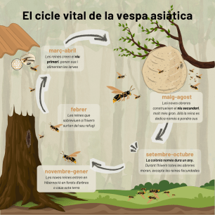 Asian hornet life cycle diagram.