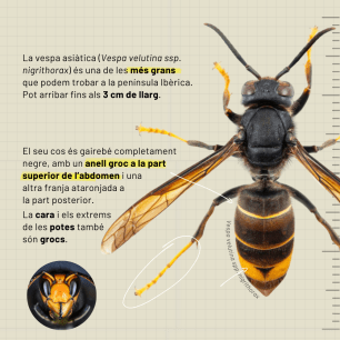 Asian hornet with black body, yellow markings, and transparent wings.
