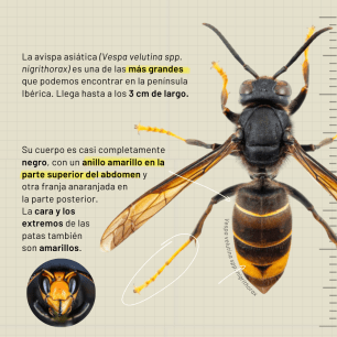 Asian hornet, black and yellow, with text labels.