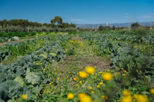 Vegetable garden with rows of plants under a clear sky.
