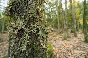 Tronco de árbol con musgo en un bosque.