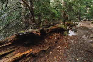 Fallen tree in forest, a hiking trail on the right.