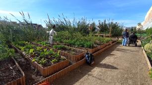 Community garden with raised beds, scarecrow, and path; two people walking.