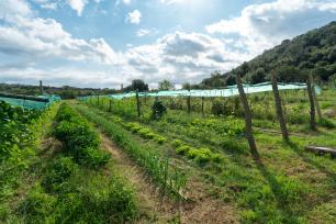 Rows of crops growing on a farm with a mountain in the background.