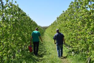 Two people walking down an orchard path, lined with green trees.