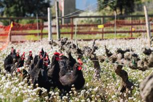 Chickens foraging in a field of small white flowers.