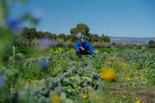 Farmer inspecting his crops in a lush garden.