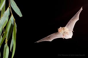 Bat in mid-flight with wings spread against black backdrop.