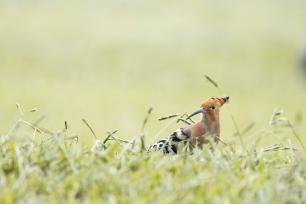 Ppuput (Upupa epops)