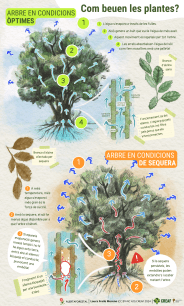 Infografia del flux d'aigua a través dels arbres en condicions òptimes i de sequera. Il·lustració: Laura Fraile.