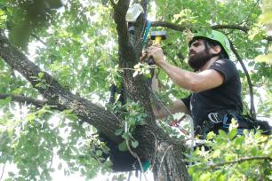 Man in a tree with tools and safety gear.