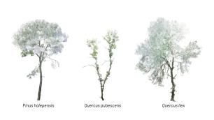 Three tree species: Pinus halepensis, Quercus pubescens, and Quercus ilex.