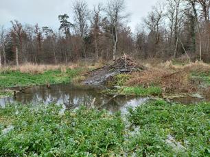 Marsh with a beaver dam and bare trees in the background.