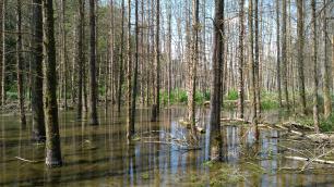Flooded forest of bare trees; reflections in the water.