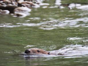 Beaver swimming in green water towards the viewer.