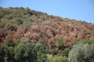 Hillside forest with trees, some brown and dead, others green and alive.