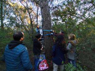 People measuring a tree with tape outdoors.