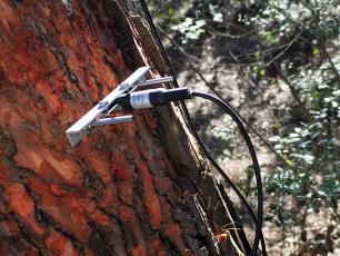 A metal sensor attached to a tree trunk, with a black cable.