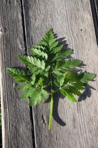 Els fractals s'aprecien en les fulles d'algunes plantes, en les quals es repeteixen els patrons de les formes a diferents escales. Font: Francisco Lloret 