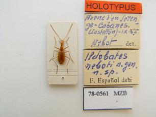 Dried insect specimen with labels.