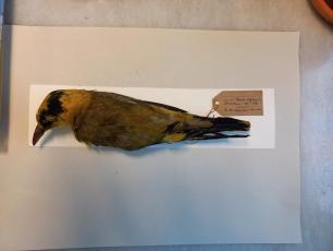 Taxidermied bird specimen, yellow and black, on display.