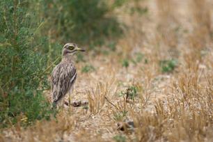 A bird with brown and white feathers sits near green bushes.