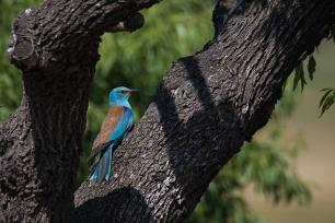 Photograph of a colorful bird perched on a tree branch.