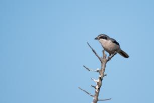 Autoria_ Xavi Riera_ICO_Lanius meridionalis