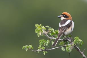 Autoria_ Xavi Riera_ICO_Lanius senator