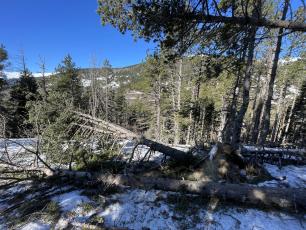 Forest landscape with fallen trees, snow, and mountains.
