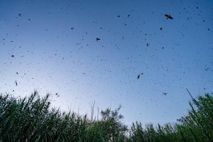 Swarm of insects in the sky above tall grass.