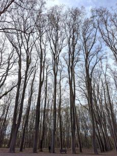 Tall bare trees against a cloudy sky.