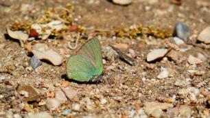 Green butterfly on the ground.