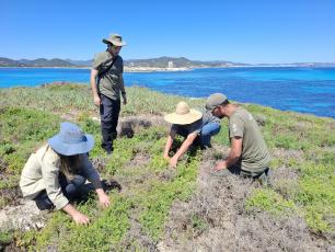 Investigación islote Baleares sargantana de les Pitiüses