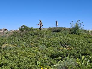 Foto campo islote Baleares