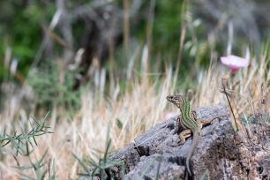 Sargantana a Eivissa. Autoria: Guillem Casbas