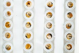 Arrangement of round white containers with food samples.