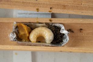 Beeswax, larva, and pollen in a wooden hive.