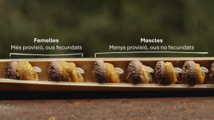 Close-up of bee larvae in a wooden frame, with text labels.