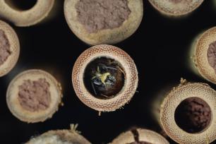 Close-up of a bee inside a bamboo tube.