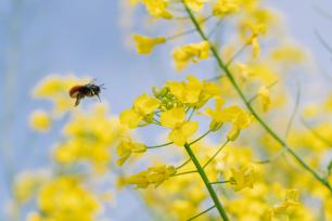 A bee flying near yellow flowers against a blue sky.