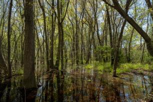 Roureda inundada de Tordera. Imatge: Galdric Mossoll