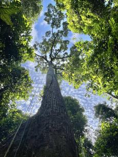 Un árbol dipterocárpico de 57 metros de altura equipado con un sistema de doble cuerda (DRT) para acceder a la copa. Foto: Palasiah Jotan.