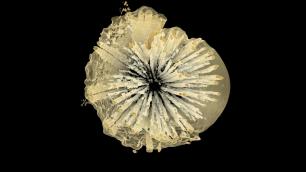 Foto 1. Sección transversal de una rama de Allocasuarina obtenida mediante tecnología de sincrotrón, una de las técnicas de imagen no invasivas (Kate Johnson)