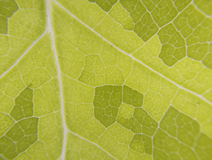 Foto 2. Liriodendron tulipifera congelado, parte de los estudios sobre la respuesta de las plantas a climas extremos. (Kate Johnson)
