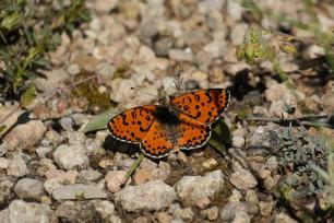 Exemplar de damer rogenc (Melitaea didyma). Autoria: Cristobal Jimenez a iNaturalist, CC-BY-NC-ND.