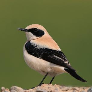 Oneanthe hispanica