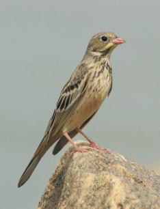 Emberiza hortulana